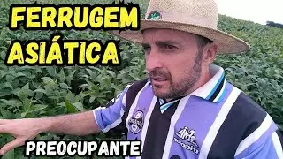 ⚠️ FERRUGEM ASIÁTICA: MAIS UM DESAFIO PARA A SAFRA 23/24  #soja #ferrugem #agro #safra2023