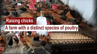 Raising chicks: A farm with a distinct species of poultry | The Kashmir Walla