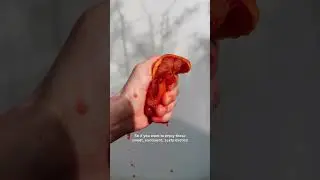 5 varieties of fresh blood oranges in season 🍊❤️&zwj;🔥