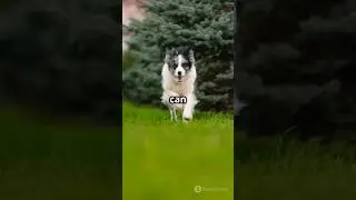 fastest dog breeds #fast #dog #breed #quick #shorts #reels