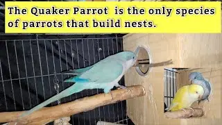 Quaker Parrot Building Nest | Monk Parakeet Making Nest