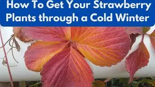 How to get Your Strawberry Plants through a Cold Winter?