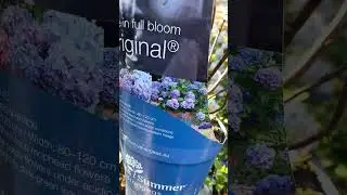 Гортензия крупнолистная Коллекция Endless Summer&reg; (Вечное Лето)📲☎️8-926-645-46-99 Андрей✅