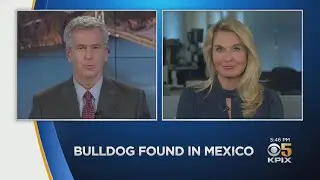 Lost San Lorenzo French Bulldog Returned After Being Found in Mexico