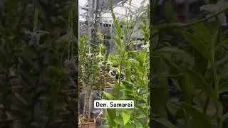 Simbol dari Kemewahan, Rasa Cinta, hingga Keindahan 🌺 #orchid #dendrobium #anggrek #viral #fyp