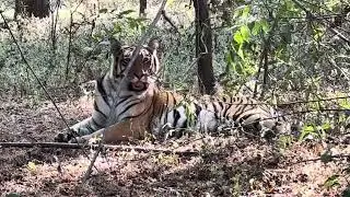 Tigress enjoying after meal at khatiya gate Kanha National Park