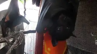 Another Bat Spits A Spat