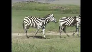 Zebra love in Ngorongoro Crater, Tanzania
