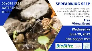 Coyote Creek Watershed Tour: Spreadwing Seep