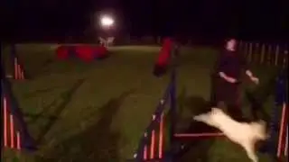 Dogatwork@night!