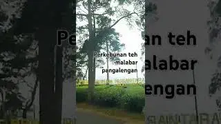 perkebunan teh malabar pangalengan @shorts@edi surowo 6064@