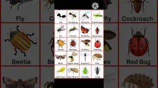 Insect name in english| insects name #english #insects #shorts