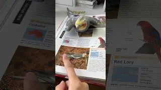 Do not pet other cockatiels! Real or pictured! #bird #yumyumthetiel #parrot