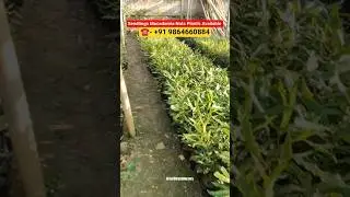 Seedlings Macadamia Nuts Plant's Available || #macadamianuts #farming #agriculture #investment