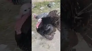 #Pavo 🦃 Guajolotes!🦃