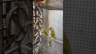 new Bird's keeper common problems 🦜 #shorts #viral #ytshorts #lovebirds #love #birds