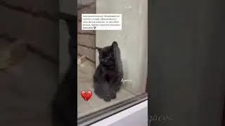 Бедный котенок❤️&zwj;🩹#kids#kitten#love#shortvideo#cat#video#vlog#