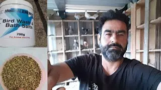 کفتر های ریسر/ چگونه گی نسل گیری و تغذیه کفتر های ریسر