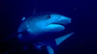 Diving South Africa&acute;s Protea Banks - sharks and more
