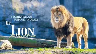 Why Lions Are The Only Cats That Live in Prides