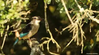 Brown-hooded Kingfisher juvenile