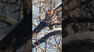Руда морфа сови сірої атакавана яструбом малим.