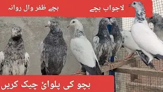 Outclassed perwazi bachy cheter k liye going to new home Allah bhai k naseeb ma kry