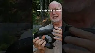 Snake Tongue: perfection of design and function! Click right corner for complete/wide-screen episode