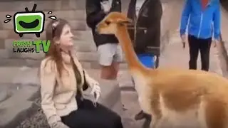 Barnyard antics | Funny animal fails 2018