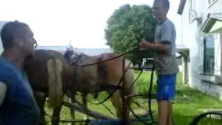 hooking up horses to a fore cart then baler