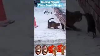 Kucing Kejar Tikus Ganti Di Kejar Tikus