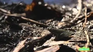 Sesame Street: Caminata por la naturaleza