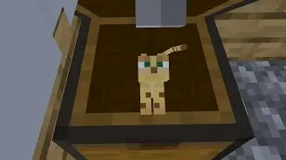 Cat Jumpscare