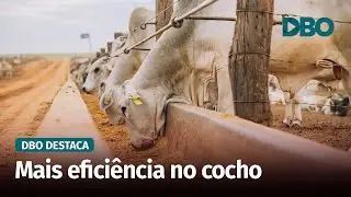 Confina Brasil 2025 mostra por que o confinamento segue em forte expansão