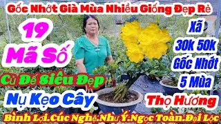 🌼9/12☎️0378 329282👉Gặp Hương🌲Mai V&agrave;ng Gi&aacute; Rẻ🌲X&atilde; 30k 50k Gi&agrave; M&ugrave;a Đế Đẹp Nhiều Giống🌲19 M&atilde; V&iacute;p Đẹp Rẻ 