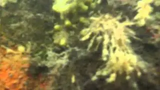 Diving Pointe-du-Chene wharf