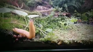 Slug slithering - Arion Rufus (red slug / Spaanse wegslak)