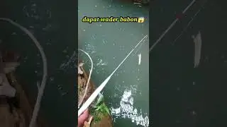 REKOR‼️dapat wader TERBESAR😱😱#shorts #short #shortvideo #shortsvideo #shots #mancing #mancingikan