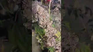 Seedsman Purple Ghost Candy 2024