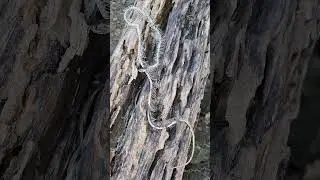 snake bone #skeleton #shortvideo #animals