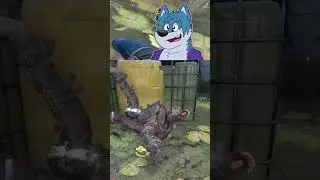 I THINK HE HAS BONEITUS! | #dicewolf on #Twitch