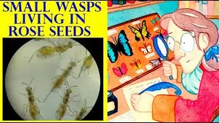 Many Chalcid Wasps Megastigmus 5 mm Under Microscope. Story About Its Life 06.06.2022 Kyiv, Ukraine