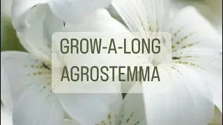 Grow-A-Long Agrostemma githagos