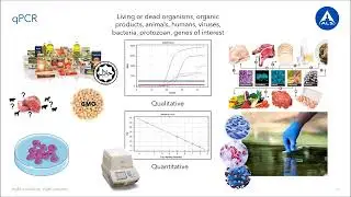 GMO Testing : PCR-Based Detection and Regulatory Compliance for Food Safety