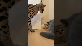 👀🐆 Blazing Eyes and Upright Ears Signaled the End of the Conflict