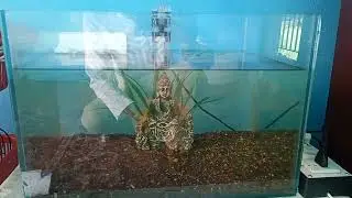 My new turtle🐢 Pond!! turtle basking area diy!! turtle basking area diy tarike se kaise banaye!!