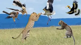 OMG! Hornbill Luckily Escapes Jumping From Leopard To Save His Life