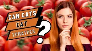 Tomatoes and Cats: Everything You Need to Know for a Safe and Healthy Diet!