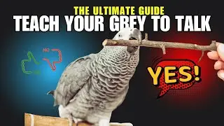 Training Your African Grey Parrot to Talk   Tips and tricks for teaching speech