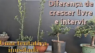 Laranja kinzu crescendo livre